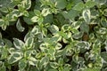 Pedilanthus tithymaloides leaves