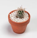 Pediocactus Peeblesianus Cactus. Isolated on white background. Close Up