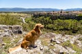 Pedraza, Castilla Y Leon, Spain: golden retriever in front of the panorama of Pedraza village from Mirador the Tungueras.