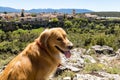 Pedraza, Castilla Y Leon, Spain: golden retriever in front of the panorama of Pedraza village from Mirador the Tungueras. Pedraza