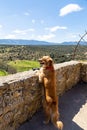 Pedraza, Castilla Y Leon, Spain: a golden retriever looking at the panorama from a Mirador.