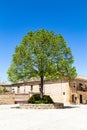 Pedraza, Castilla Y Leon, Spain: a lonely tree in Plaza del Ganado.