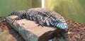 Pedro Strawberry, the Argentine black and white tegu