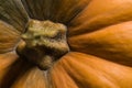 Peduncle of pumpkin