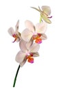 Peduncles of beautiful hybrid orchid Phalaenopsis, varieties `Margarita` Royalty Free Stock Photo