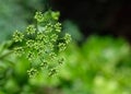 Peduncles and seed caps in parsley close-up.