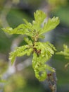 Pedunculate English Oak Royalty Free Stock Photo