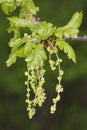 Pedunculate Oak Royalty Free Stock Photo