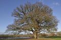 Pedunculate Oak Tree Royalty Free Stock Photo