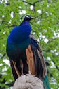 Peecock sits on the head of the sculpture