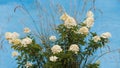 PeeGee hydrangea on a blue background Royalty Free Stock Photo