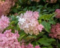PeeGee hydrangea flowers in a green garden Royalty Free Stock Photo