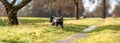 a peeing dog on a green meadow, banner with copy space