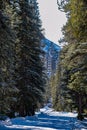 A Peek at the Banff Springs Hotel Through the Forest