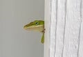 Peek-a-boo Anole Lizard