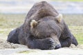 Peek-a -boo from big brown bear Royalty Free Stock Photo