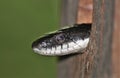 Peek-a-boo Black Snake Royalty Free Stock Photo
