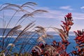 A Glimpse Of The Ocean Through Grasses Royalty Free Stock Photo