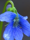 Peek A Boo Globular Springtail On A Blue Flower Royalty Free Stock Photo