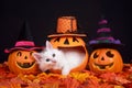 Peek a boo Halloween Kitten