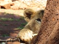 Lion Cub Peek a boo Royalty Free Stock Photo