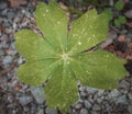 Six sided Leaf found on the side of the trail