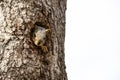 Peek-a-boo - Squirrel peeking out of a hole in a tree - closeup and selective focus with room for copy