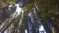 A Peek at the sky through the Redwood forest Royalty Free Stock Photo