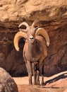 Peekaboo Bighorn Sheep