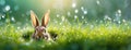 Peekaboo with a Curious Rabbit. A curious rabbit peeks through a round hole, its large ears and bright eyes creating an