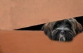 Peekaboo, dog hidden in a moving box Royalty Free Stock Photo