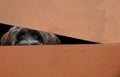 Peekaboo, dog hidden in a moving box Royalty Free Stock Photo