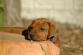 Peekaboo puppy Royalty Free Stock Photo