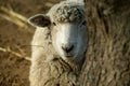 Peekaboo Sheep Royalty Free Stock Photo