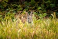 Peekaboo- Wild cotton tail rabbit sitting in the gras Royalty Free Stock Photo