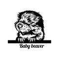 Peeking Baby Beaver - Funny Beaver peeking out - face head isolated on white. Funny peeking animals