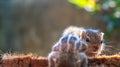 Peeking behind the older sibling brother, little adorable new born baby squirrels playing, backlit fur makes them pop in the Royalty Free Stock Photo