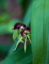 Peeking Black Orchid Royalty Free Stock Photo