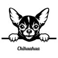 Peeking Chihuahua - Dog Breed - Pet Vector Portrait, Dog Silhouette Stencil - Cricut file EPS Royalty Free Stock Photo