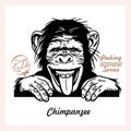 Peeking Chimpanzee - Funny Chimpanzee peeking out - face head isolated on white