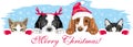 Peeking cute dogs and cats in Christmas accessories