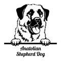Peeking Dog - Anatolian Shepherd Dog breed - head isolated on white