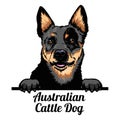 Peeking dog - Australian Cattle Dog - dog breed. Color image of a dogs head isolated on a white background
