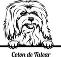 Peeking Dog - Coton de Tulear breed - head isolated on white