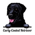 Peeking dog - Curly-Coated Retriever - dog breed. Color image of a dogs head isolated on a white background