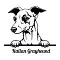 Peeking Dog - Italian Grayhound breed - head isolated on white Royalty Free Stock Photo