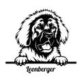 Peeking Dog - Leonberger breed - head isolated on white