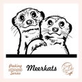 Peeking Friendly Meerkat family - vector illustration isolated on white Royalty Free Stock Photo