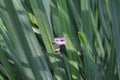 Peeking Frog Royalty Free Stock Photo