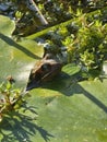 Peeking Frog under lillypad Royalty Free Stock Photo